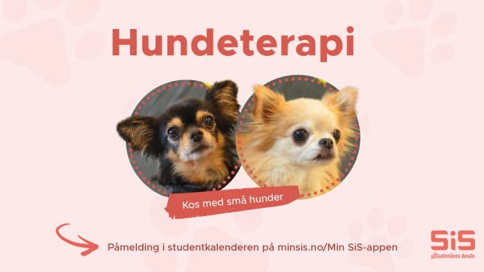 Hundeterapi i SiS-huset høsten 26